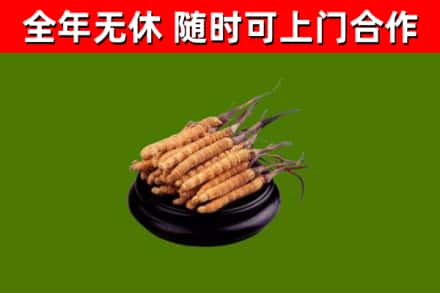 绵阳回收冬虫夏草