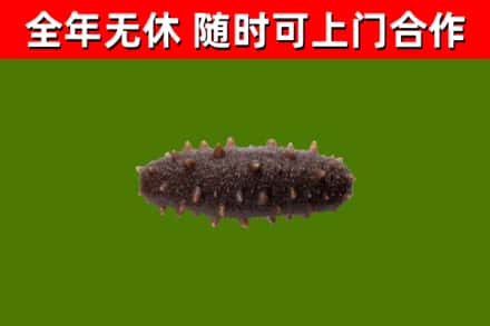 绵阳回收海参干